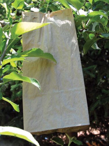 Better Than Apple Tree Spray